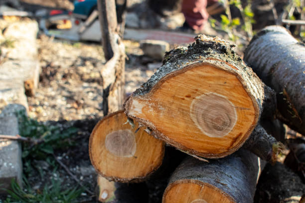 Trusted Tehachapi, CA Tree Care Experts