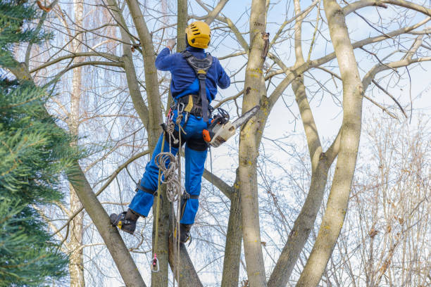 Best Hedge Trimming  in Tehachapi, CA