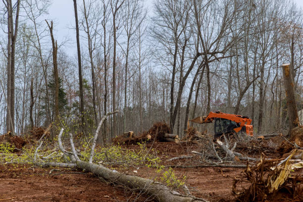 Best Storm Damage Tree Cleanup  in Tehachapi, CA