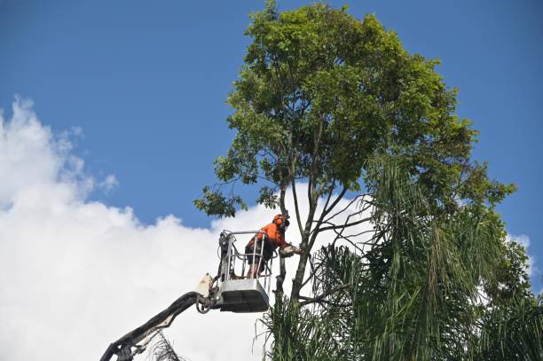 Best Weed Control  in Tehachapi, CA