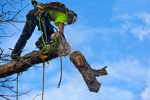 Best Tree Removal  in Tehachapi, CA